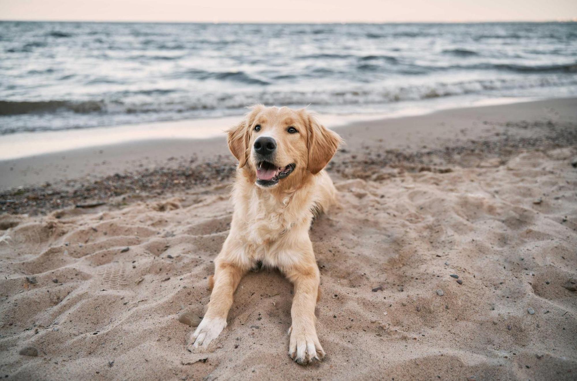 Seehund An Der Seebruecke 青斯特 外观 照片